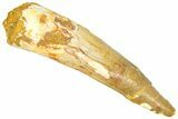Fossil Spinosaurus Tooth - Real Dinosaur Tooth #366490-1